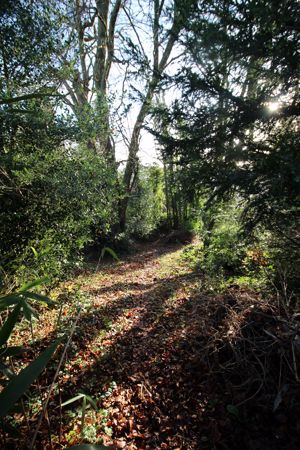 WOODLAND TO THE REAR OF THE GARDEN- click for photo gallery